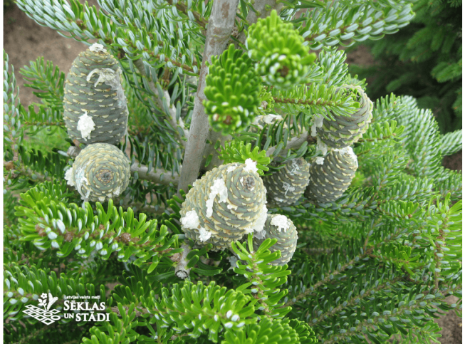 Abies koreana   'Silberlocke'